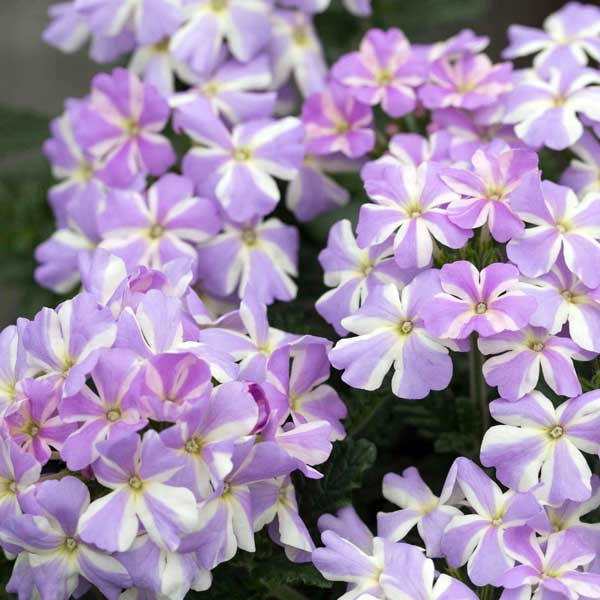 草花の苗/[26年4月上旬予約]バ...