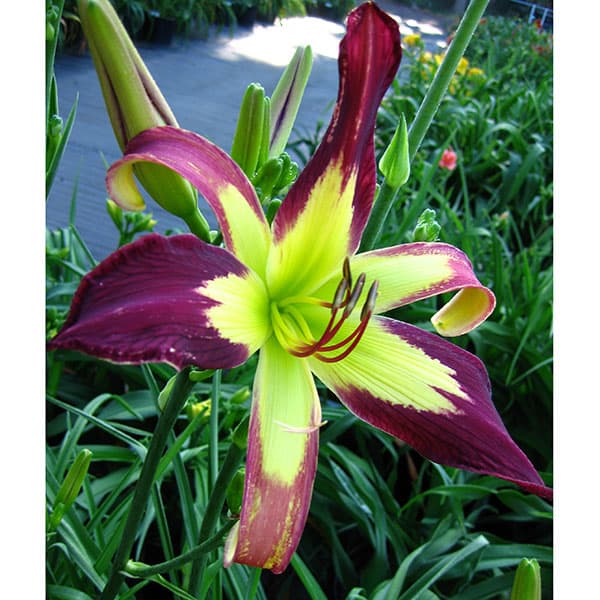 楽天市場】ヘメロカリス（花・ガーデン・DIY）の通販