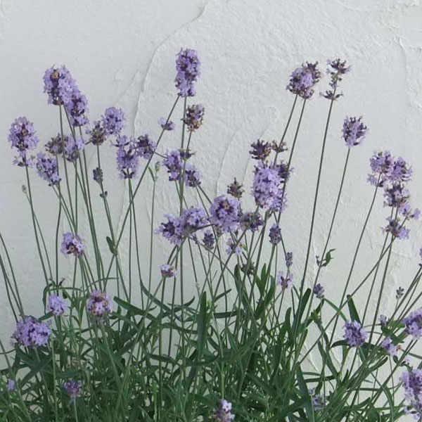 ハーブの苗/[26年3月中下旬予約]イングリッシュラベンダー：レディー3号ポット