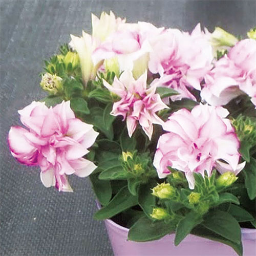 草花の苗/[26年4月下旬予約]ペチュニア：ピンクサファイア3.5号ポット