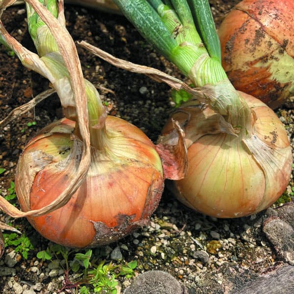 みずみずしく甘い サントリー本気野菜(R)たまねぎ野菜の苗/[26年10月中下旬予約]タマネギ：本気野菜（R）中生 コクうま(R)苗3号ポットサントリーフラワーズの本気野菜(R)たまねぎシリーズ。中生コクうま(R)は貯蔵性に優れた中生大玉品種。肉厚で歯切れの良い食感が特徴で、12月まで貯蔵可能。栽培適性：プランター向け、畑向け収穫時期:5月中旬-5月下旬花蕾サイズ（約）：350〜400g（玉が充分に大きくなり、植えた株全体の約7割の葉が根本から自然に倒れてくる頃が収穫の適期です）栽培ポイント：植え付けが遅れると寒さでうまく育たなくなるため、タイミングを逃さす植え付けましょう。お届け時には個体差があります。■10月中旬〜10月下旬頃のお届けの予約販売です。・出荷開始予定：2026年10月中旬〜・注文締切日：2026年10月12日（月）午前7時まで・「10月中下旬予約」カテゴリ以外の商品とはご一緒にご注文いただけません。（商品名の頭に「[26年10月中下旬予約]」が付いている商品となります）・ご注文同士をおまとめすることはできません。送料はそれぞれにかかります。・お届け日のご案内は2026年10月13日（火）以降にメールにてお知らせします。お届け日指定はお受けできませんが、曜日や時間帯のご指定は承ります。（受信できるアドレスにてご注文お願いします。）・品種・作柄によりお届け時期が変更になったり、お届けできなくなる場合がございます。[26年10月中下旬予約]タマネギ：本気野菜（R）中生 コクうま(R)苗3号ポットの栽培ガイド本気野菜レシピ　キュウリ：コクうまでつくるおろしキュウリのしょうが焼き・わさび風味　-サントリー本気野菜-