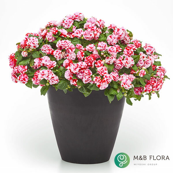 カリフォルニアローズ　インパチェンスの商品画像