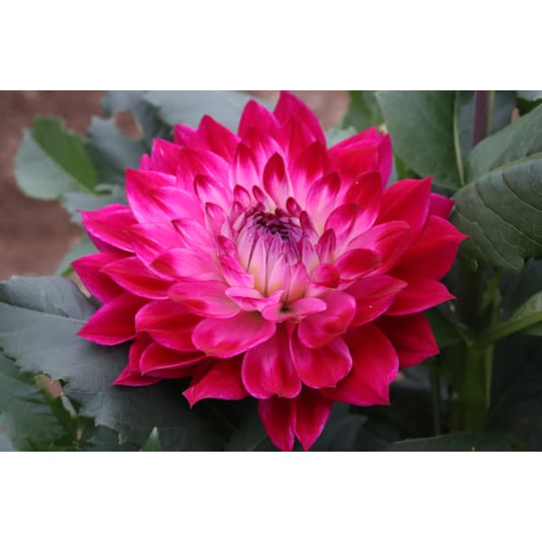 球根/[26年3月中下旬予約]ダリアの球根：（中大輪）マジックアワー1球