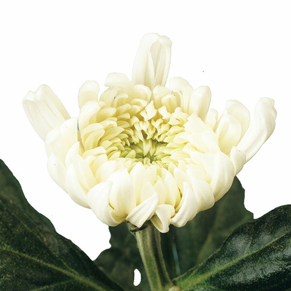 草花の苗/[26年6月中下旬予約]手間なし菊 9月咲き大輪：白系（白大使など） 4号ポット