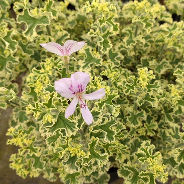 ハーブの苗/[26年3月中下旬予約]斑入りハーブペラルゴニウム：レモンフレンチ3号ポット