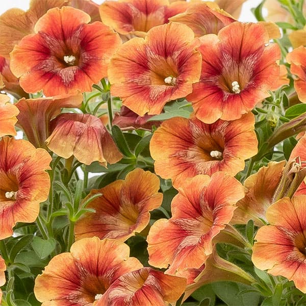 草花の苗/[26年4月下旬予約]ペ...