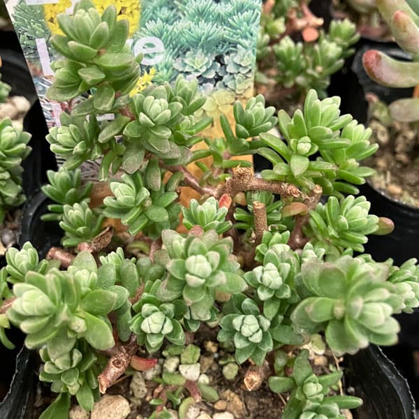 観葉植物/[26年9月中下旬予約]...
