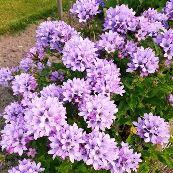 楽天市場】カンパニュラ Campanula（苗物｜ガーデニング・農業）：花