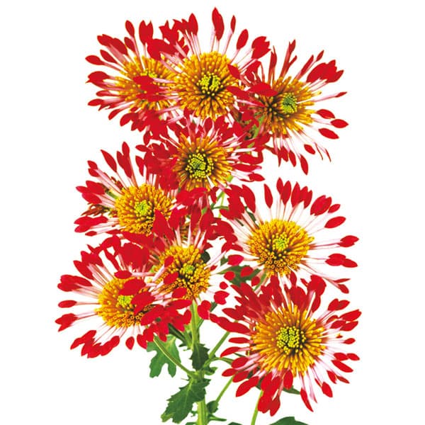 ��֤���/[26ǯ4����ͽ��]�ֲеơ��ǥ奪��2.5��ݥå�