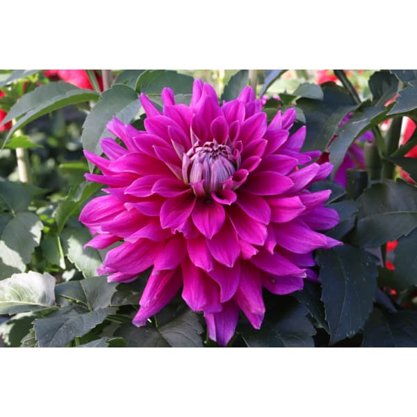 球根/[26年3月中下旬予約]ダリアの球根：（中大輪）ユニバース1球