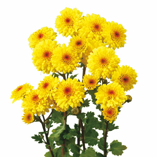 草花の苗/[26年6月中下旬予約]寒菊八重小菊：初日（黄系）2.5号ポット