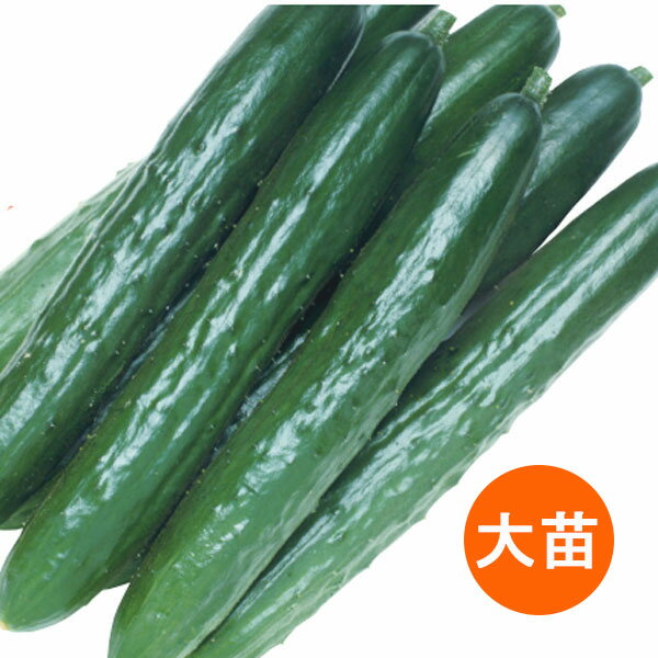 Seedlings （Vegetables） - 野菜の苗/[26年6月中下旬予約]キュウリ：夏すずみ自根大苗4号ポット