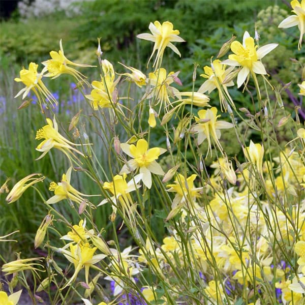楽天市場】aquilegia yellow queenの通販