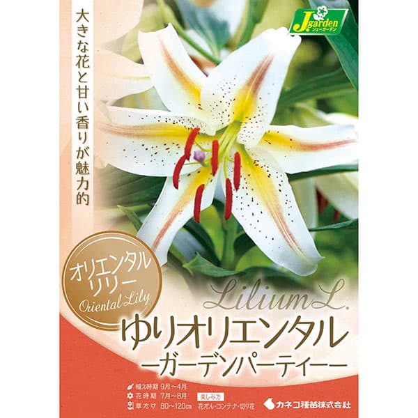 球根/[26年10月中下旬予約]ユリ：オリエンタルリリー ガーデンパーティ1球