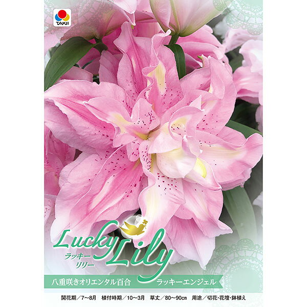小型 八重咲きオリエンタル百合 秋植え球根 開花期7-8月球根/[26年10月中下旬予約]ユリ：ラッキーリリー ラッキーエンジェル1球入り「ラッキー（幸運）」と名付けられた可愛らしい品種のユリです。華やかな八重咲きで花もちが良く、花粉も少ないので切り花でも楽しめます。「ラッキーエンジェル」は桃花の中心にクリーム色のストライプが入る可愛らしい花色です。植えつけ適期10-3月開花期7-8月草丈約80-90cm用途切花・花壇・鉢植え栽培方法：到着後、球根が乾かないうちに早めに植え付けてください。鉢植えの場合は赤玉土6、腐葉土4の割合で9号以上の深鉢に植え付けます。プランターの場合は標準的な長さ65cmのプランター1つで3球が目安です。球根の高さの3倍くらいの深さが植付けの目安です。ゆりは球根の上にのびた茎から根が伸び、この根が養分を吸収しますので、なるべく深く植えるのがポイントです。寒さに強いので、戸外で水を切らさないように管理します。春になって芽が伸び始めたら液肥や化成肥料を追肥します。花が咲き終わったら、花柄を切り取りますが、葉や茎は残すようにして球根を太らせます。鉢植えの場合は毎年秋に地上部が枯れたら堀りあげ、なるべく早く新しい土でまた植え付けてください。庭植えの場合は植えたまま毎年花を楽しむことができます。写真は開花時のイメージです。※球根の表皮が剥けていたり、細かな傷がある場合がございます。生育には支障ありませんので予めご承知おきください。■10月中旬〜10月下旬頃のお届けの予約販売です。・出荷開始予定：2026年10月中旬〜・注文締切日：2026年10月12日（月）午前7時まで・「10月中下旬予約」カテゴリ以外の商品とはご一緒にご注文いただけません。（商品名の頭に「[26年10月中下旬予約]」が付いている商品となります）・ご注文同士をおまとめすることはできません。送料はそれぞれにかかります。・お届け日のご案内は2026年10月13日（火）以降にメールにてお知らせします。お届け日指定はお受けできませんが、曜日や時間帯のご指定は承ります。（受信できるアドレスにてご注文お願いします。）・品種・作柄によりお届け時期が変更になったり、お届けできなくなる場合がございます。[26年10月中下旬予約]ユリ：ラッキーリリー ラッキーエンジェル1球入りの栽培ガイド秋植え球根のダブルデッカー植え球根の植付け秋植え球根【秋植え球根】植えつけ深さの目安