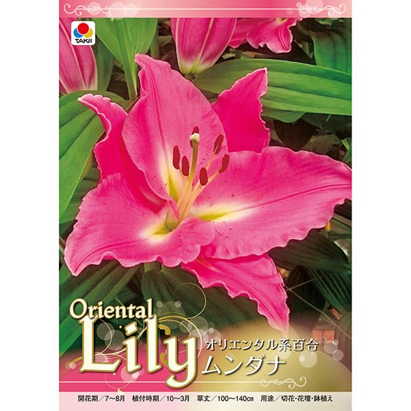 球根/[26年10月中下旬予約]ユリ（オリエンタル系）：ムンダナ1球入り