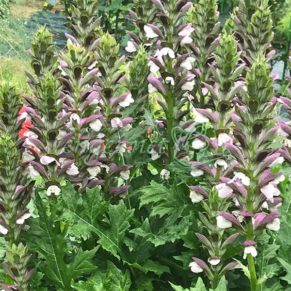 春〜秋に開花 花色のコントラストが美しい、モリスとスピノサスの交配種 大型宿根草草花の苗/[26年10月中下旬予約]アカンサス：モーニングキャンドル 3.5号ポット存在感のある大型宿根草、アカンサス。モーニングキャンドルは原種モリスとスピノサス交配種。切れ込み深いアザミのような葉が美しく、晩春から夏にかけて咲く白い花と赤紫のガクとのコントラストが美しいオーナメンタルプランツです。花もちがよく切花にも利用できます。耐寒性、耐暑性が強く、強健で病虫害も少なく、日当たりから日陰まで植えられます。花壇の背景などにご利用ください。学名：ACANTHUS spinosus x mollis ”Morning Candle”タイプ：キツネノマゴ科ハアザミ属の耐寒性多年草(冬季常緑)草丈：〜80cm株張り：〜70cm開花期：春〜秋植付け適期：10〜5月耐寒性：強（Z：4）耐暑性：強（Z：9）日照：日向または半日陰むき用途：花壇、鉢植え、切り花栽培方法：強健ですが、土壌センチュウがつきやすいので、植付け前にボルテージ粒剤などで土壌消毒をしてください。水はけのよい場所に、腐葉土や堆肥を十分にすきこんで植え付けます。生育中の追肥は不要です。日当たりから日陰まで植えられますが、あまり暗い場所では花が少なくなります。花後は花がらを切ってください。3.5号（直径10.5cm）ポット入りです。写真は成長時（開花時）のイメージですが、お届けの際は苗の状態です。■10月中旬〜10月下旬頃のお届けの予約販売です。・出荷開始予定：2026年10月中旬〜・注文締切日：2026年10月12日（月）午前7時まで・「10月中下旬予約」カテゴリ以外の商品とはご一緒にご注文いただけません。（商品名の頭に「[26年10月中下旬予約]」が付いている商品となります）・ご注文同士をおまとめすることはできません。送料はそれぞれにかかります。・お届け日のご案内は2026年10月13日（火）以降にメールにてお知らせします。お届け日指定はお受けできませんが、曜日や時間帯のご指定は承ります。（受信できるアドレスにてご注文お願いします。）・品種・作柄によりお届け時期が変更になったり、お届けできなくなる場合がございます。