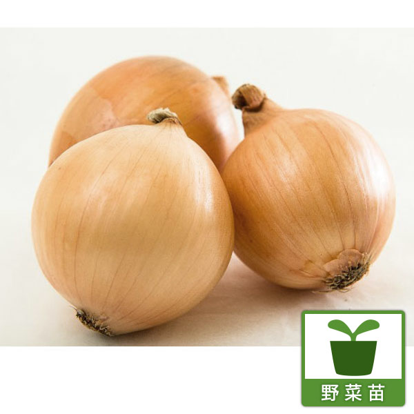 野菜の苗/[26年10月中下旬予約]玉ねぎ つり玉の苗3号ポット（1ポットに10〜15本入り）
