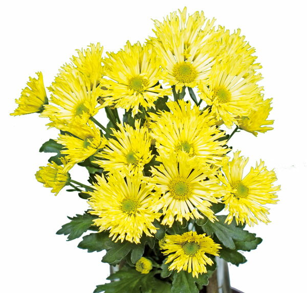 ��֤���/[26ǯ4����ͽ��]�ֲеơ��������ޥ���2.5��ݥå�