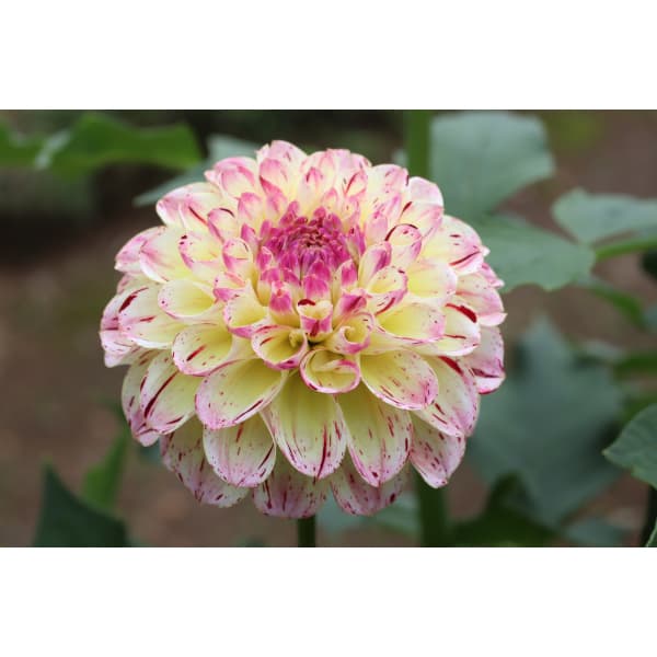 球根/[26年3月中下旬予約]ダリアの球根：（小輪）クラッカー1球