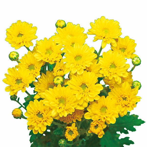 草花の苗/[26年6月中下旬予約]手間なし菊 9月咲き小菊：黄系（祭り音など） 4号ポット