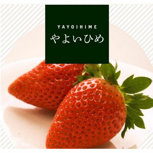 野菜の苗/[26年2月中下旬予約]イチゴ（一季なり）：やよいひめ4号ポット*