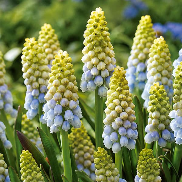 小型 秋植え球根 開花期3-4月球根/[26年9月中下旬予約]ムスカリ：オーロラ2球入り「オーロラ」は珍しいグリーンタイプ（黄色）のムスカリです。淡いブルーから黄色のグラデーションのやさしげな色合いが魅力的です。カットして小さなグラスに飾っても素敵です。タイプユリ科の球根植物原産国地中海沿岸地方草丈10〜20cm植え時9〜12月花期3〜4月用途花壇・コンテナ栽培方法：日当たりと水はけの良い、砂質の場所を好みます。苦土石灰を施し、化成肥料を元肥にして5cm平方に1球を目安に植え、厚さ3cmほど土をかぶせます。密植気味に植えるのがコツです。性質はいたって強く、2，3年植え放しでも毎年増えて咲きますが、葉が早く出て姿が乱れます。葉が枯れたら掘り上げて網袋に入れ、涼しい場所に保存し、11月ころ植えるほうが良いでしょう。 写真は開花時のイメージですので、ご了承ください。 ※球根の表皮が剥けていたり、細かな傷がある場合がございます。生育には支障ありませんので予めご承知おきください。■9月中旬〜9月下旬頃のお届けの予約販売です。・出荷開始予定：2026年9月中旬〜・注文締切日：2026年9月14日（月）午前7時まで・「9月中下旬予約」カテゴリ以外の商品とはご一緒にご注文いただけません。（商品名の頭に「[26年9月中下旬予約]」が付いている商品となります）・ご注文同士をおまとめすることはできません。送料はそれぞれにかかります。・お届け日のご案内は2026年9月15日（火）以降にメールにてお知らせします。お届け日指定はお受けできませんが、曜日や時間帯のご指定は承ります。（受信できるアドレスにてご注文お願いします。）・品種・作柄によりお届け時期が変更になったり、お届けできなくなる場合がございます。[26年9月中下旬予約]ムスカリ：オーロラ2球入りの栽培ガイドチューリップの球根の植えつけ方法秋植え球根のダブルデッカー植え小球根のネット植え球根の植付け秋植え球根【秋植え球根】植えつけ深さの目安