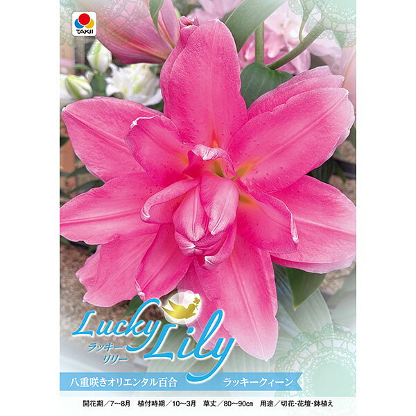 小型 八重咲きオリエンタル百合 秋植え球根 開花期7-8月球根/[26年10月中下旬予約]ユリ：ラッキーリリー ラッキークィーン1球入り「ラッキー（幸運）」と名付けられた可愛らしい品種のユリです。華やかな八重咲きで花もちが良く、花粉も少ないので切り花でも楽しめます。「ラッキークィーン」は桃色の八重花で、オリエンタル系の八重品種の中でも比較的早く咲きます。植えつけ適期10-3月開花期7-8月草丈約80-90cm用途切花・花壇・鉢植え栽培方法：到着後、球根が乾かないうちに早めに植え付けてください。鉢植えの場合は赤玉土6、腐葉土4の割合で9号以上の深鉢に植え付けます。プランターの場合は標準的な長さ65cmのプランター1つで3球が目安です。球根の高さの3倍くらいの深さが植付けの目安です。ゆりは球根の上にのびた茎から根が伸び、この根が養分を吸収しますので、なるべく深く植えるのがポイントです。寒さに強いので、戸外で水を切らさないように管理します。春になって芽が伸び始めたら液肥や化成肥料を追肥します。花が咲き終わったら、花柄を切り取りますが、葉や茎は残すようにして球根を太らせます。鉢植えの場合は毎年秋に地上部が枯れたら堀りあげ、なるべく早く新しい土でまた植え付けてください。庭植えの場合は植えたまま毎年花を楽しむことができます。写真は開花時のイメージです。※球根の表皮が剥けていたり、細かな傷がある場合がございます。生育には支障ありませんので予めご承知おきください。■10月中旬〜10月下旬頃のお届けの予約販売です。・出荷開始予定：2026年10月中旬〜・注文締切日：2026年10月12日（月）午前7時まで・「10月中下旬予約」カテゴリ以外の商品とはご一緒にご注文いただけません。（商品名の頭に「[26年10月中下旬予約]」が付いている商品となります）・ご注文同士をおまとめすることはできません。送料はそれぞれにかかります。・お届け日のご案内は2026年10月13日（火）以降にメールにてお知らせします。お届け日指定はお受けできませんが、曜日や時間帯のご指定は承ります。（受信できるアドレスにてご注文お願いします。）・品種・作柄によりお届け時期が変更になったり、お届けできなくなる場合がございます。[26年10月中下旬予約]ユリ：ラッキーリリー ラッキークィーン1球入りの栽培ガイド秋植え球根のダブルデッカー植え球根の植付け秋植え球根【秋植え球根】植えつけ深さの目安