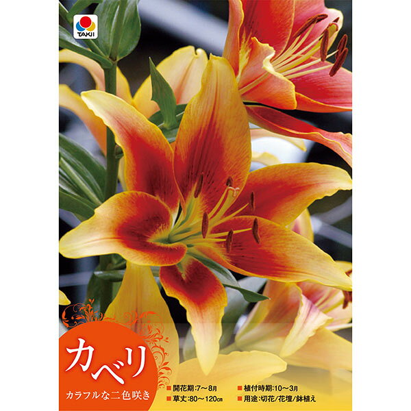 球根/[26年10月中下旬予約]ユリ（オリエンタル系）：カベリ1球入り