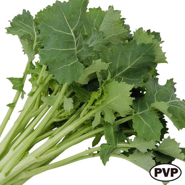 驚きの再生力で、どんどん収穫・カネコ種苗の苗野菜の苗/[26年10月中下旬予約]絶品かき菜：早生宮内菜(PVP)の苗10連カットパック入り（10株分）早生性に優れ収穫開始時期が早いです。繊維質がやわらかく、食味良好です。蕾をつけたままでも収穫できます。おひたしや炒め物、みそ汁など、幅広く楽しめます。タイプ：アブラナ科アブラナ属収穫時期：定植から約2ヶ月後より随時（PVP）登録品種（登録名　早生宮内菜）海外持出禁止（公示（農林水産省HP）参照）栽培方法：水はけの良い土を好みます。生長が早いので元肥をしっかりと入れておきます。丈夫で多少の寒さは平気ですが、生育が厳寒期なので暴風ネットを張ると良いでしょう。春は虫がつきやすいので、見つけたらすぐに退治しましょう。収穫：草丈が大きくなったら、葉が2〜3枚ついた中央の花芽ごと摘み取ります。その後、順次伸びてくる側枝も同じように収穫してください。枝を「かく」ように収穫するので「かき菜」「つみ菜」と言います。写真は成長時（開花時）のイメージですが、お届けの際はまだ苗の状態です。お届け時の苗姿は個体差があります。表示の写真と異なる場合がございます。■10月中旬〜10月下旬頃のお届けの予約販売です。・出荷開始予定：2026年10月中旬〜・注文締切日：2026年10月12日（月）午前7時まで・「10月中下旬予約」カテゴリ以外の商品とはご一緒にご注文いただけません。（商品名の頭に「[26年10月中下旬予約]」が付いている商品となります）・ご注文同士をおまとめすることはできません。送料はそれぞれにかかります。・お届け日のご案内は2026年10月13日（火）以降にメールにてお知らせします。お届け日指定はお受けできませんが、曜日や時間帯のご指定は承ります。（受信できるアドレスにてご注文お願いします。）・品種・作柄によりお届け時期が変更になったり、お届けできなくなる場合がございます。