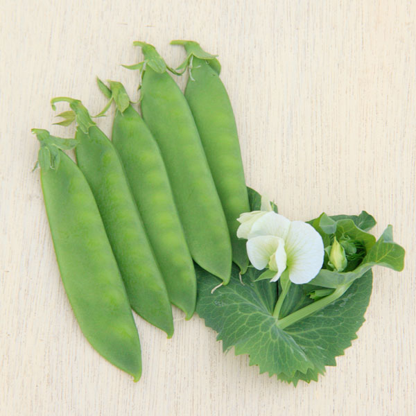 若いツル先を豆苗として、実はエンドウとして楽しめる！野菜の苗/[26年10月中下旬予約]エンドウ（つるなし）：二刀流エンドウスプラッピー苗3号ポット二刀流エンドウスプラッピーは手のひらサイズの大きな絹さやエンドウです。甘味たっぷりのさやが収穫できます。若いツル先は香りのよい豆苗として食べられます。科名：マメ科育て方：つるなしタイプですが、1メートル程度の支柱を用意してあげると、株がすっきりします。花が咲いたら追肥を行い、草勢の維持に努めます。レシピ：豆苗とエンドウ豆の親子サラダ。スプラッピーの炒め物。写真は成長時のイメージですが、お届けの際は苗の状態です。お届け時の苗姿は個体差があります。表示の写真と異なることがあります。■10月中旬〜10月下旬頃のお届けの予約販売です。・出荷開始予定：2026年10月中旬〜・注文締切日：2026年10月12日（月）午前7時まで・「10月中下旬予約」カテゴリ以外の商品とはご一緒にご注文いただけません。（商品名の頭に「[26年10月中下旬予約]」が付いている商品となります）・ご注文同士をおまとめすることはできません。送料はそれぞれにかかります。・お届け日のご案内は2026年10月13日（火）以降にメールにてお知らせします。お届け日指定はお受けできませんが、曜日や時間帯のご指定は承ります。（受信できるアドレスにてご注文お願いします。）・品種・作柄によりお届け時期が変更になったり、お届けできなくなる場合がございます。
