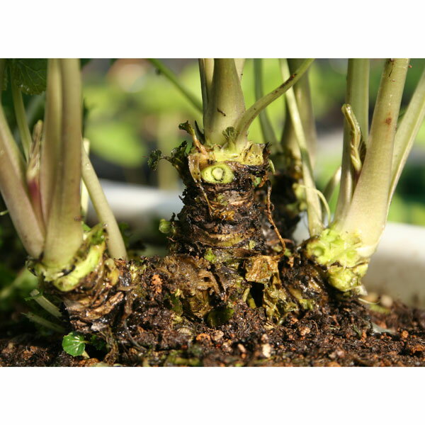 野菜の苗/[25年12月上中旬予約]ワサビ：六方沢3号ポット* 6株セット