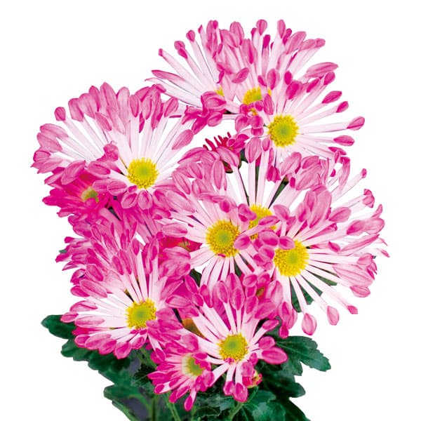 ��֤���/[26ǯ4����ͽ��]�ֲеơ��ԥ���2.5��ݥå�