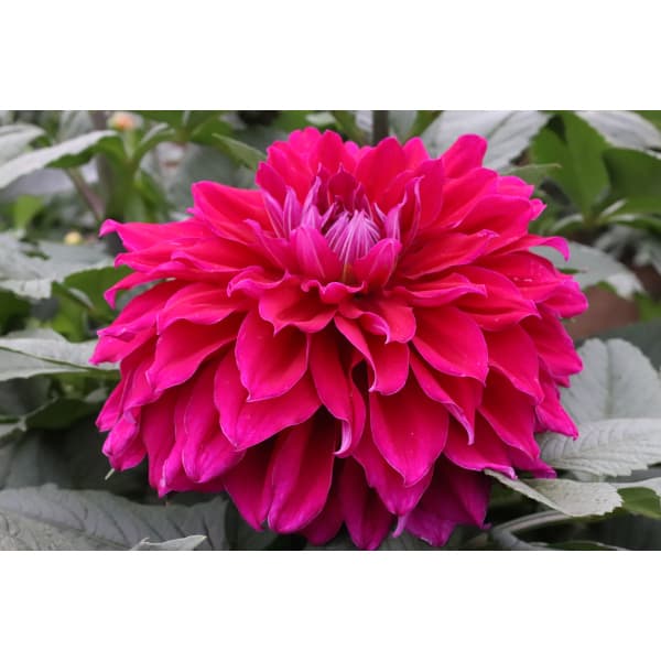 �庬/[26ǯ3���沼��ͽ��]���ꥢ�ε庬���ʵ����ء�̸�γ�1��