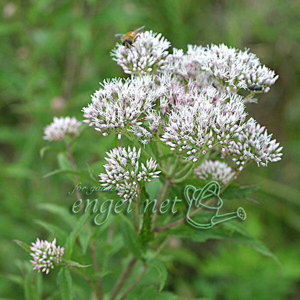 山野草の苗/[26年2月中下旬予約]ヒヨドリバナ3号ポット