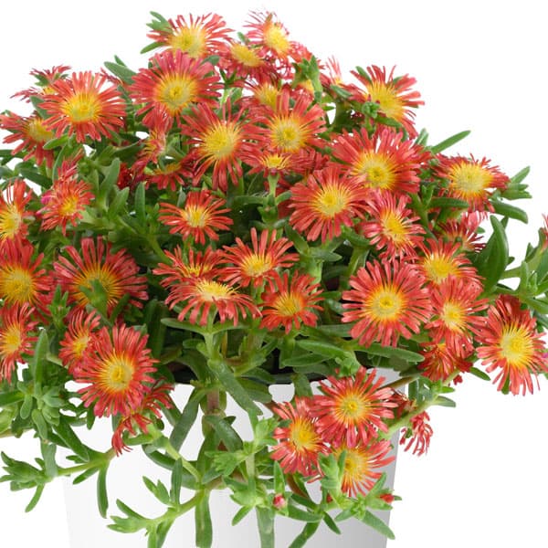 草花の苗/[26年3月中下旬予約]マツバギク：おひさま花火 サンドジェム ダークオレンジ3号ポット