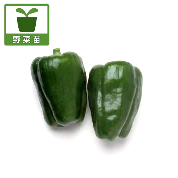 野菜の苗/[26年4月下旬予約]ピーマン：ニューエースピーマン2.5号ポット