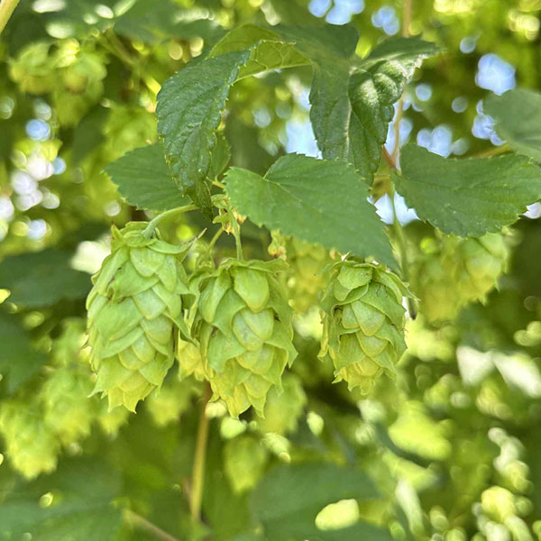 ハーブの苗/[26年4月上旬予約]ホップ（セイヨウカラハナソウ）カイコガネ（甲斐黄金）雌株3号ポット*