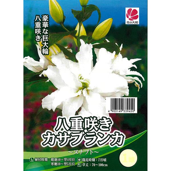 球根/[26年10月中下旬予約]ユリ：カサブランカ（八重咲き）ヌナブト1球入り