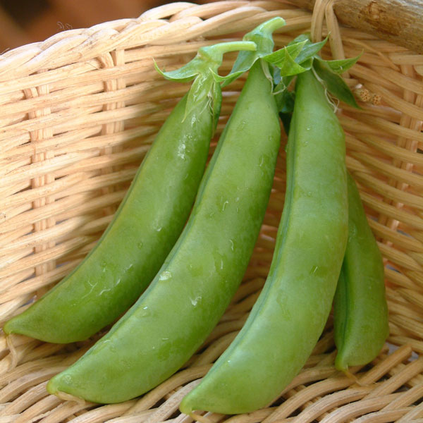 甘ジューシー!!まるでフルーツ!! スナップエンドウ フルーツスナップ野菜の苗/[26年10月中下旬予約]エンドウ（つるあり）：あまいフルーツスナップ苗3号ポットあまいフルーツスナップは甘くて、プリップリの肉厚でジューシーなスナップエンドウ。栽培も容易で早い時期から実をつけ始めるのでプランター栽培でもたくさん収穫が可能です。科名：マメ科育て方：生育に伴い支柱やネットを張り、ツルを誘引していきます。花が咲いたら追肥を行い、草勢の維持に努めます。4〜5月頃にかけて随時収穫します。レシピ：甘みが強いので、さっと茹でてサラダで食べるのがおすすめです。煮物、油炒めなどにもよく合います。写真は成長時のイメージですが、お届けの際は苗の状態です。お届け時の苗姿は個体差があります。表示の写真と異なることがあります。■10月中旬〜10月下旬頃のお届けの予約販売です。・出荷開始予定：2026年10月中旬〜・注文締切日：2026年10月12日（月）午前7時まで・「10月中下旬予約」カテゴリ以外の商品とはご一緒にご注文いただけません。（商品名の頭に「[26年10月中下旬予約]」が付いている商品となります）・ご注文同士をおまとめすることはできません。送料はそれぞれにかかります。・お届け日のご案内は2026年10月13日（火）以降にメールにてお知らせします。お届け日指定はお受けできませんが、曜日や時間帯のご指定は承ります。（受信できるアドレスにてご注文お願いします。）・品種・作柄によりお届け時期が変更になったり、お届けできなくなる場合がございます。
