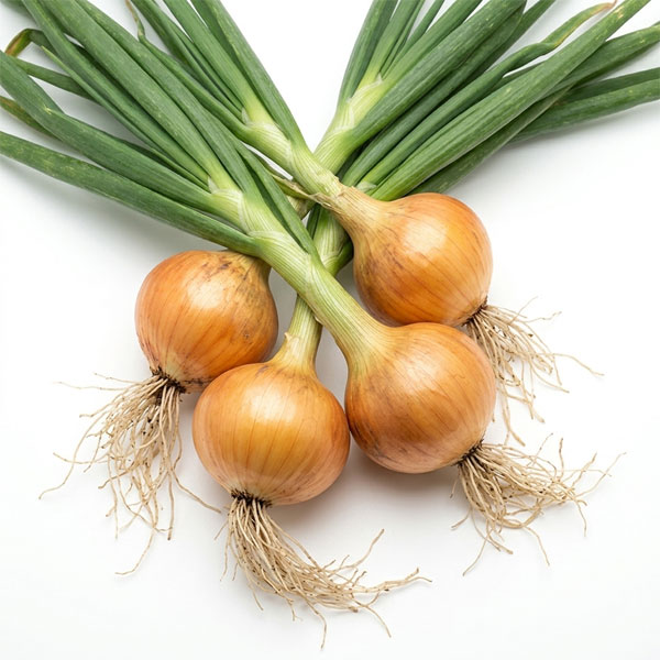 野菜の苗/[26年10月中下旬予約...