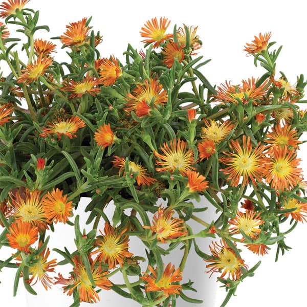 草花の苗/[26年3月中下旬予約]マツバギク：おひさま花火 サンドジェム エンバー3号ポット