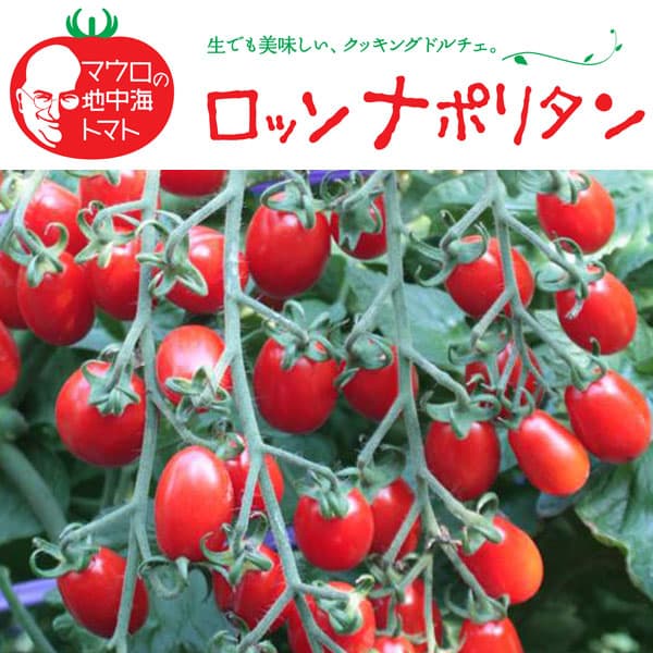 幼苗（蔬菜） - 野菜の苗/[26年5月中下旬予約]トマト（ミニ・調理用）：ロッソナポリタン3号ポット*
