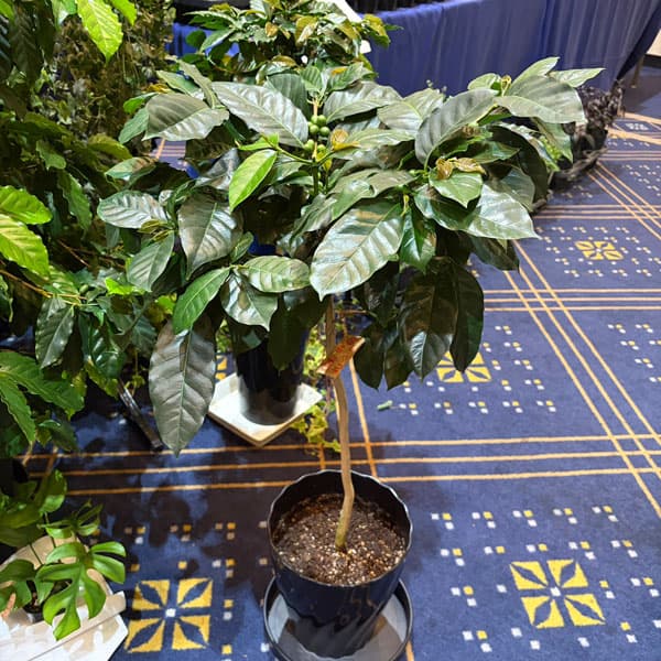 観葉植物/[26年3月中下旬予約]コーヒーの木：モカ種（実付株） 7号鉢植え