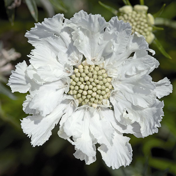 5〜9月開花 大輪で花つき抜群の松虫草 切花におすすめ草花の苗/[26年9月中下旬予約]スカビオサ（マツムシソウ）：ファーマ（ファマ）ホワイト3号ポット見ごたえのある優雅な大輪系のマツムシソウ。一般的には低温に当たらないと花芽分化しないのですが、ファーマシリーズは低温に当たらなくても花芽を付けてくれます。分枝性に優れ花付きも非常に良い、ブルー系を選抜した栄養系品種。特に切り花におすすめです。学名Scabiosa caucasicaタイプマツムシソウ科の耐寒性宿根草草丈50-70cm開花期5-9月植え付け適期10-5月用途花壇、切花栽培方法:日当たりと水はけのよい場所に植えつけます。酸性土壌を嫌うので、植えつけ前に苦土石灰をふり、元肥を入れてよくすきこんでください。水は土が乾いたらたっぷりと与えます。湿気を嫌うので、過湿にならないように注意してください。成長期に1000〜2000倍に薄めた液体肥料を月に2〜3回施します。宿根草ですので、花後は植えたままにしておくと毎年殖えていきます。写真は成長時のイメージですが、お届けの際は苗の状態です。冬季はロゼット状（地面に張り付くように小さな葉が出ている状態）です。■9月中旬〜9月下旬頃のお届けの予約販売です。・出荷開始予定：2026年9月中旬〜・注文締切日：2026年9月14日（月）午前7時まで・「9月中下旬予約」カテゴリ以外の商品とはご一緒にご注文いただけません。（商品名の頭に「[26年9月中下旬予約]」が付いている商品となります）・ご注文同士をおまとめすることはできません。送料はそれぞれにかかります。・お届け日のご案内は2026年9月15日（火）以降にメールにてお知らせします。お届け日指定はお受けできませんが、曜日や時間帯のご指定は承ります。（受信できるアドレスにてご注文お願いします。）・品種・作柄によりお届け時期が変更になったり、お届けできなくなる場合がございます。