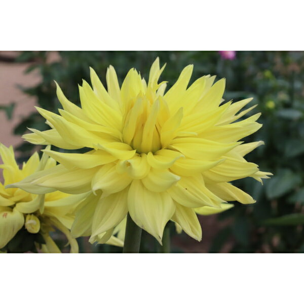 球根/[26年3月中下旬予約]ダリアの球根：（大輪）英雄1球