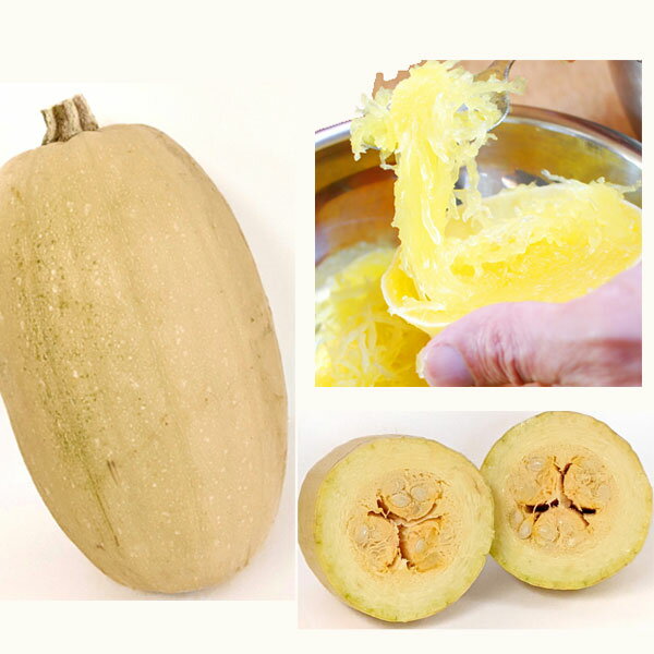 野菜の苗/[26年4月下旬予約]そうめんかぼちゃ自根苗3.5号ポット