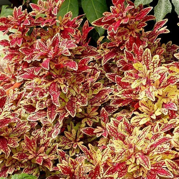 草花の苗/[26年5月中下旬予約]コリウス：マラケシュ3号ポット(4.0)