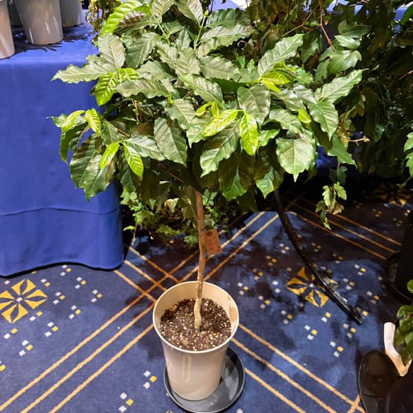 観葉植物/[26年3月中下旬予約]コーヒーノキ（アラビカ種）実付株 7号鉢植え