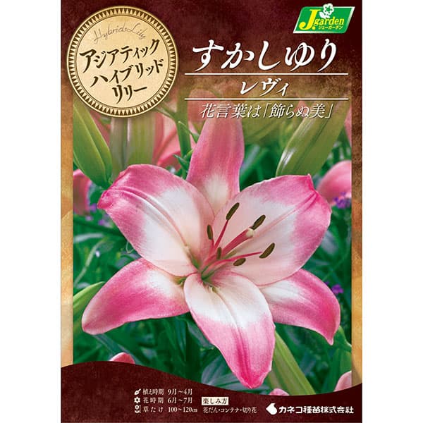 球根/[26年10月中下旬予約]ユリ（すかし百合）：レヴィ2球入り